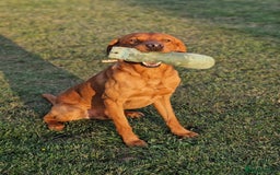 Labrador Retriever dogs for stud: Health tested Fox Red Labrador in Malton - Image 11