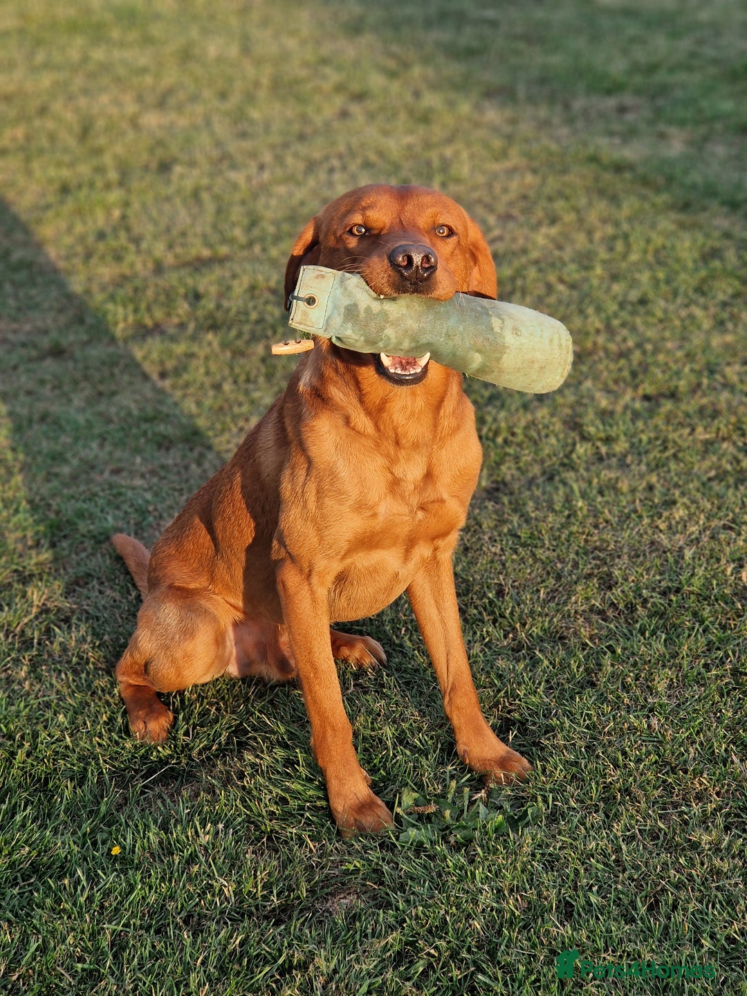 Labrador Retriever dogs for stud: Health tested Fox Red Labrador in Malton - Image 11