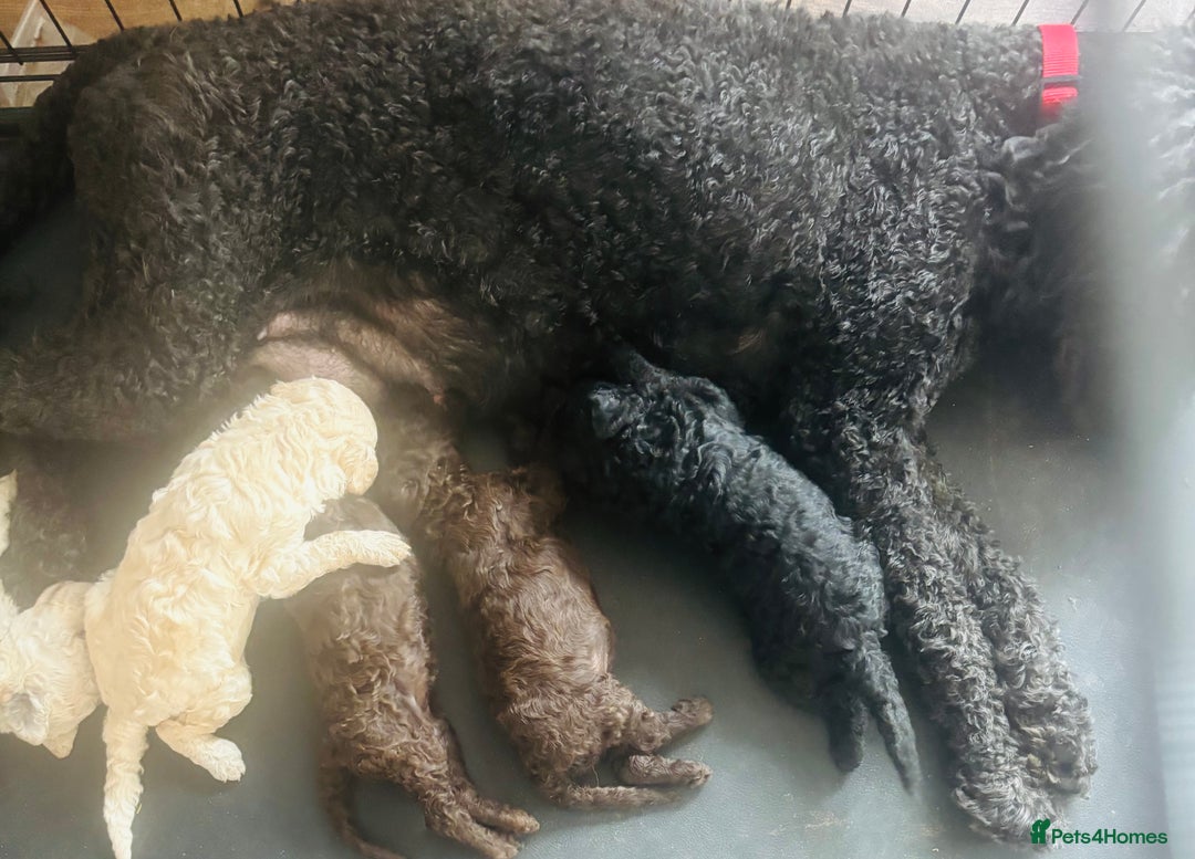 Standard Poodle dogs for sale: Standard poodle  - Advert 2