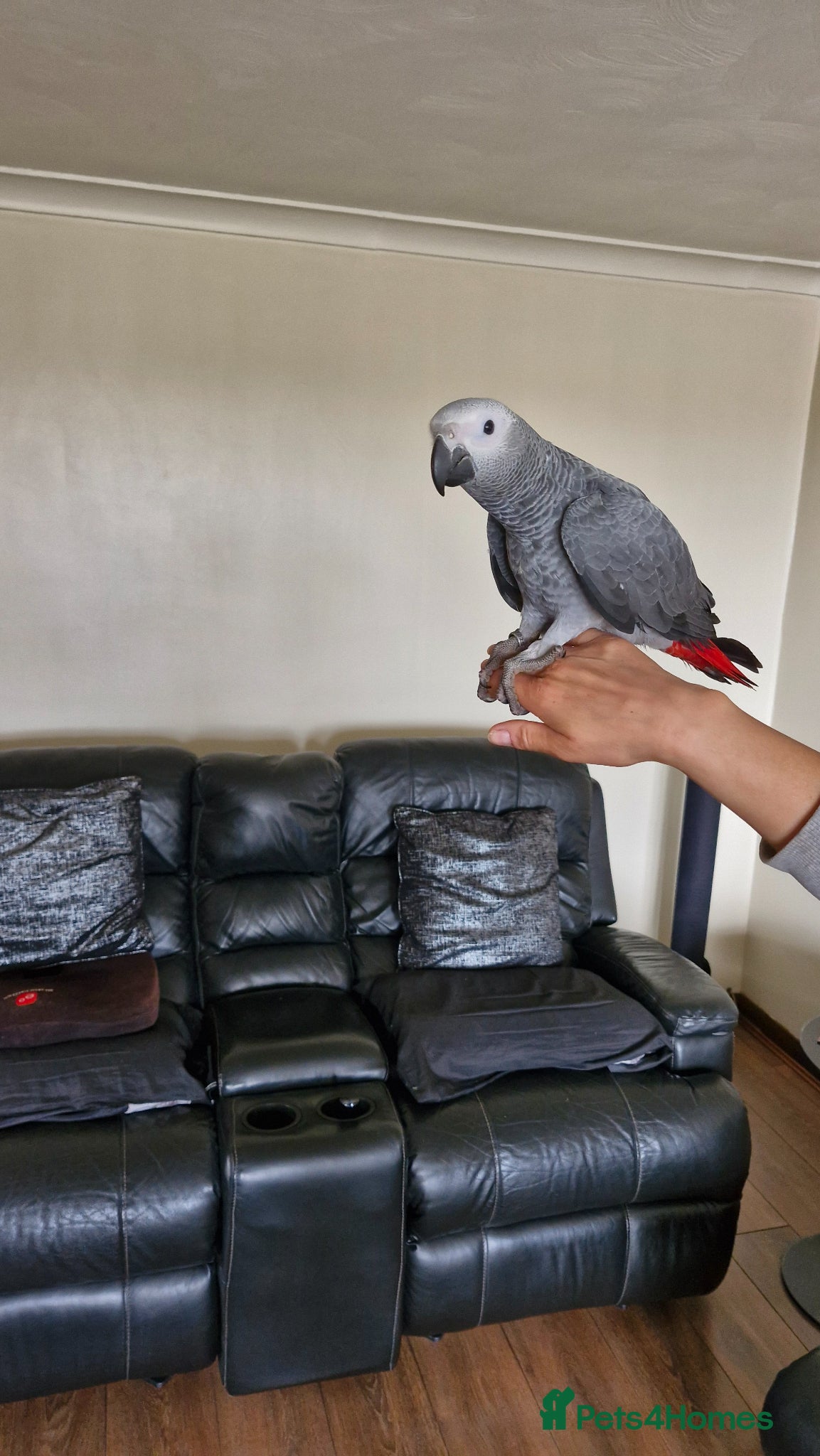 Parrots birds Hand reared congo African Grey  baby - Advert 9