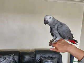 Parrots birds Hand reared congo African Grey baby - Advert 9
