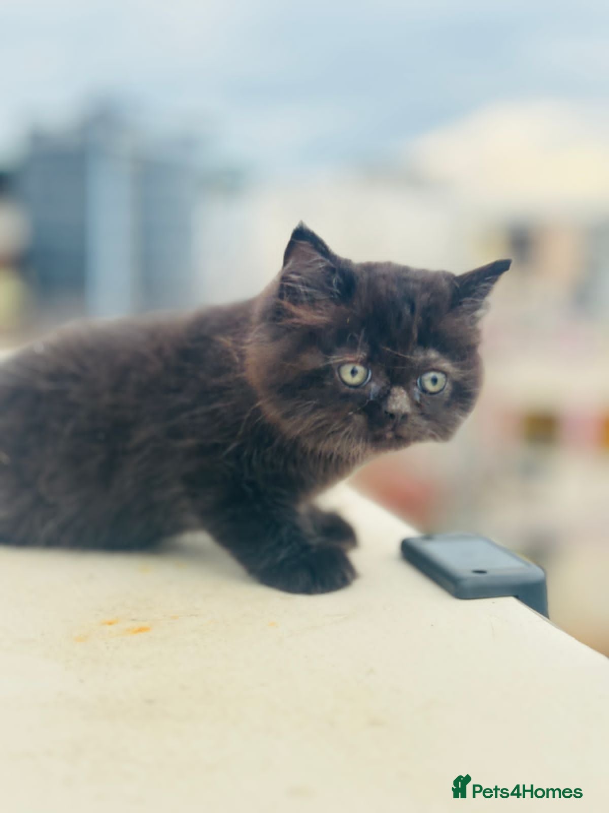 Mixed Breed cats Luffy - Advert 6