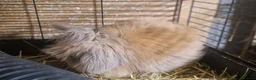 Mini Lion Lop rabbits for sale: Friendly, loving, young Lion-lop boy Garfield🐰♥️  - Advert 2