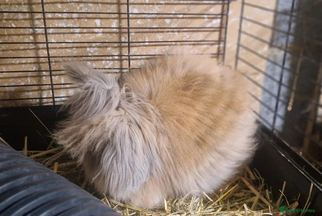 Mini Lion Lop rabbits for sale: Friendly, loving, young Lion-lop boy Garfield🐰♥️  - Advert 2