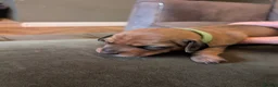 Miniature Dachshund dogs for sale: Beautiful Miniature Dachshund Puppies   - Advert 32