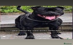 Staffordshire Bull Terrier dogs for sale: KC CHAMPION LINES STAFFORDSHIRE BULL TERRIER PUPS  - Image 5