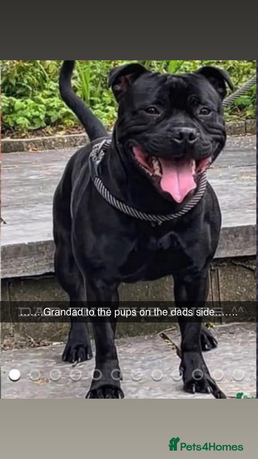 Staffordshire Bull Terrier dogs for sale: KC CHAMPION LINES STAFFORDSHIRE BULL TERRIER PUPS  - Image 5