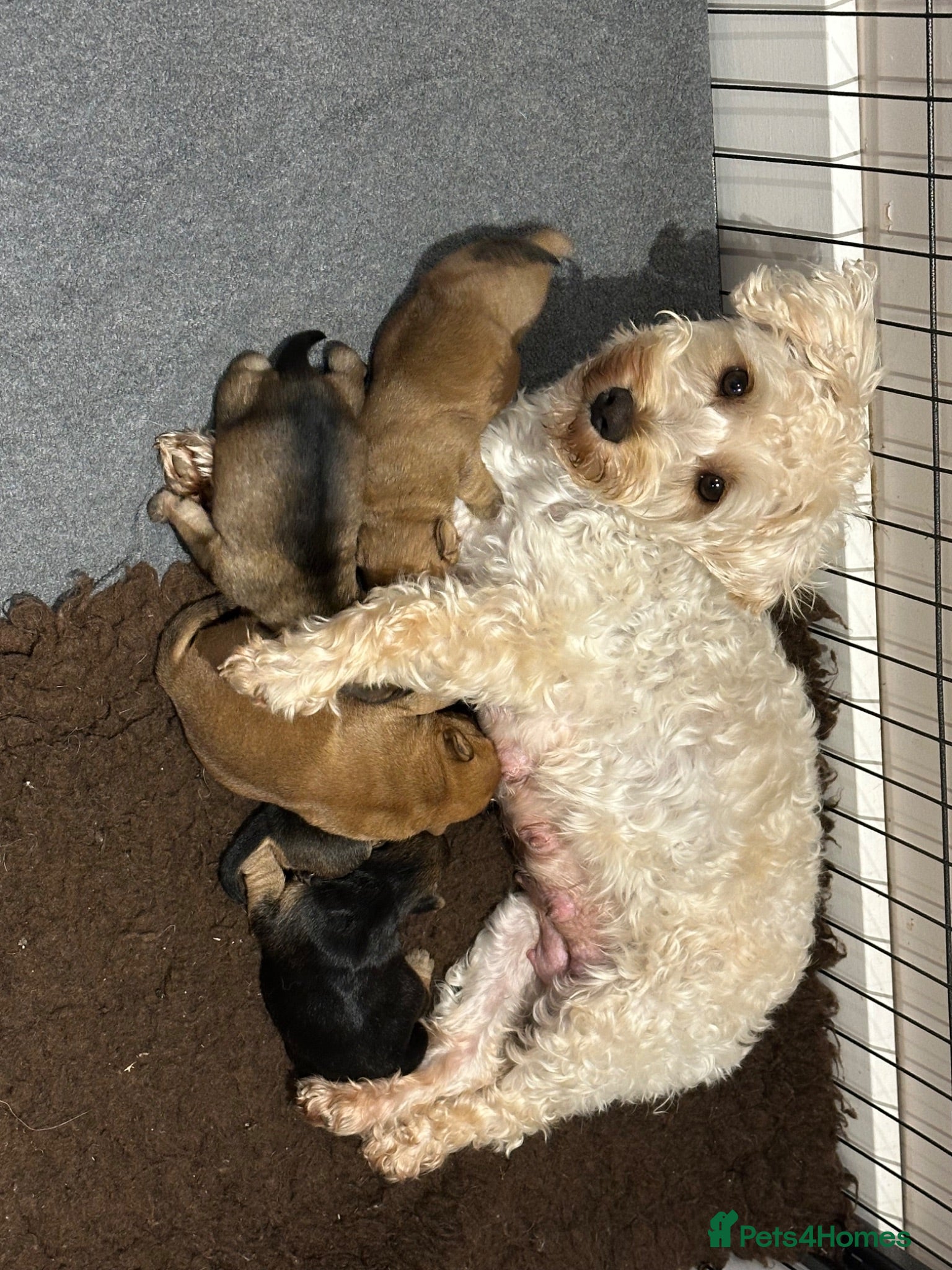 Norfolk Terrier dogs Norfolk X Puppies  - Advert 3