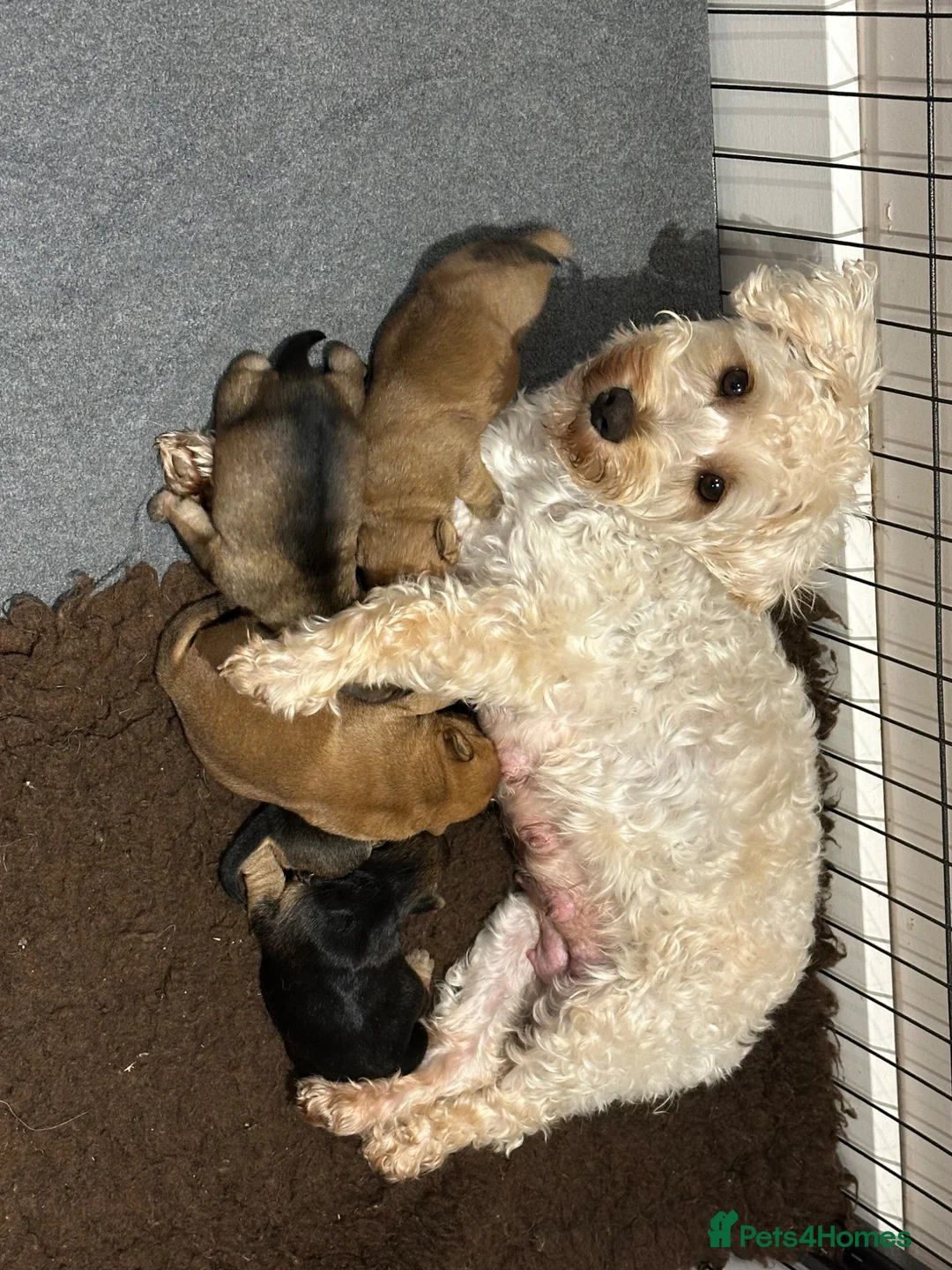 Norfolk Terrier dogs for sale: Norfolk X Puppies  - Advert 1