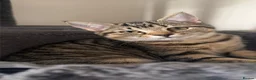 Mixed Breed cats for sale: 🐾 Beautiful Little Female Kitten 🐾❤️ - Advert 8