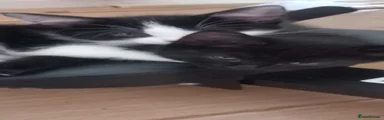 Black Kitten 3