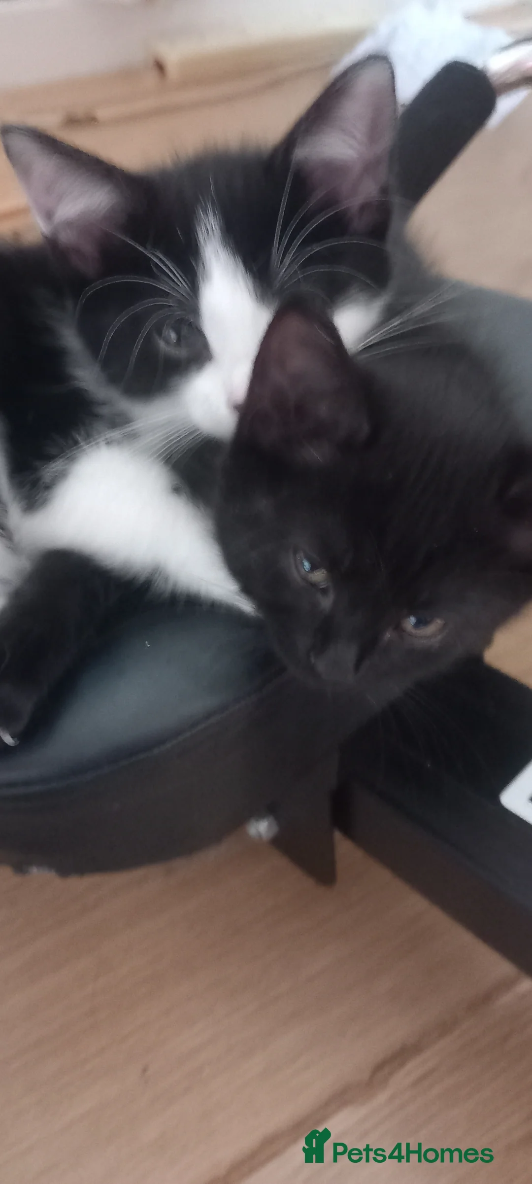 Mixed Breed cats for sale: Kittens in Kelty - Advert 9