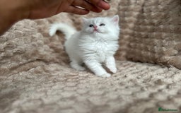 Persian cats for sale: 🐾 Pedigree Himalayan Persian Kittens 🐾 - Image 14