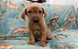 Labrador Retriever dogs for sale: KC Registered Labrador Puppies - Call  **  - Image 14