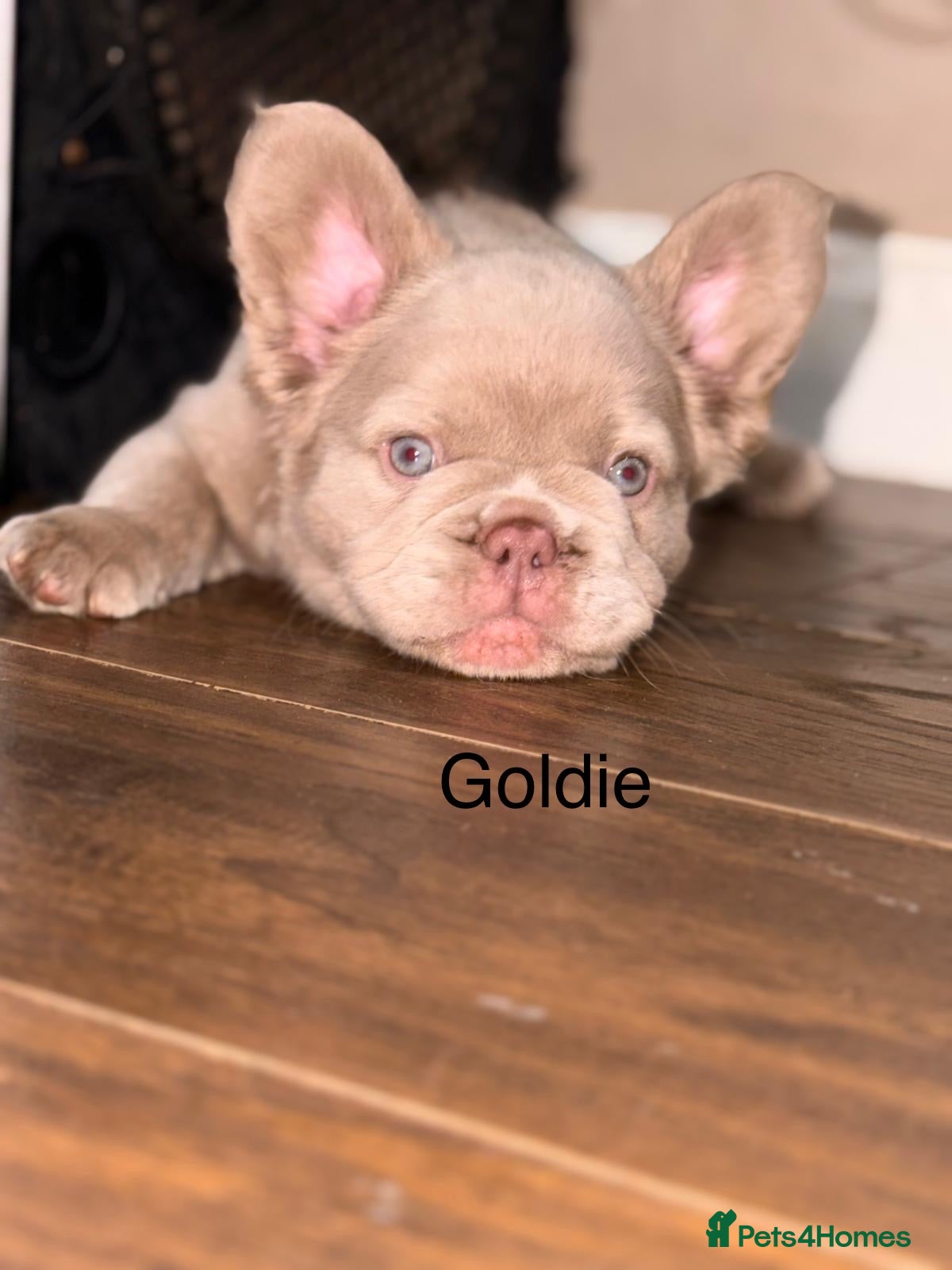 French Bulldog dogs French bulldog puppy  - Advert 16