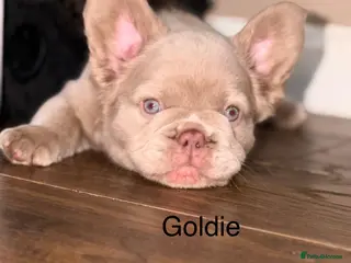 French Bulldog dogs French bulldog puppy - Advert 16