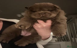 Chow Chow dogs for sale: Outstanding Baby Bears - Image 6