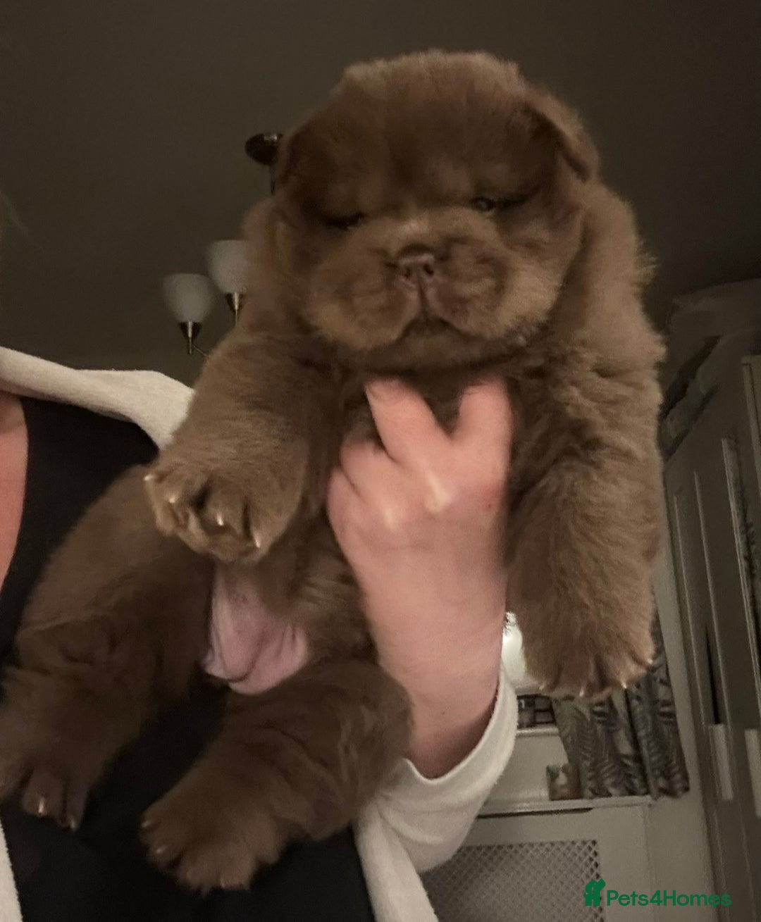 Chow Chow dogs for sale: Outstanding Baby Bears - Image 6