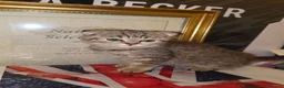 British Shorthair cats for sale: British shorthair kittens ready to leave - Advert 7