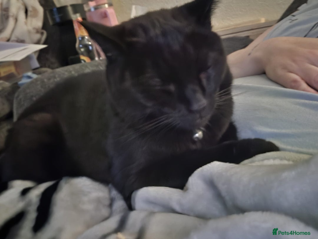 Mixed Breed cats for adoption: Minnie the  black rescue cat needs a new home - Advert 2