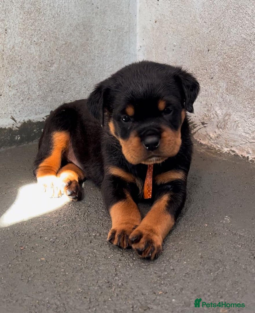 Rottweiler dogs for sale: Stunning male & female Rottweiler pups  - Image 5