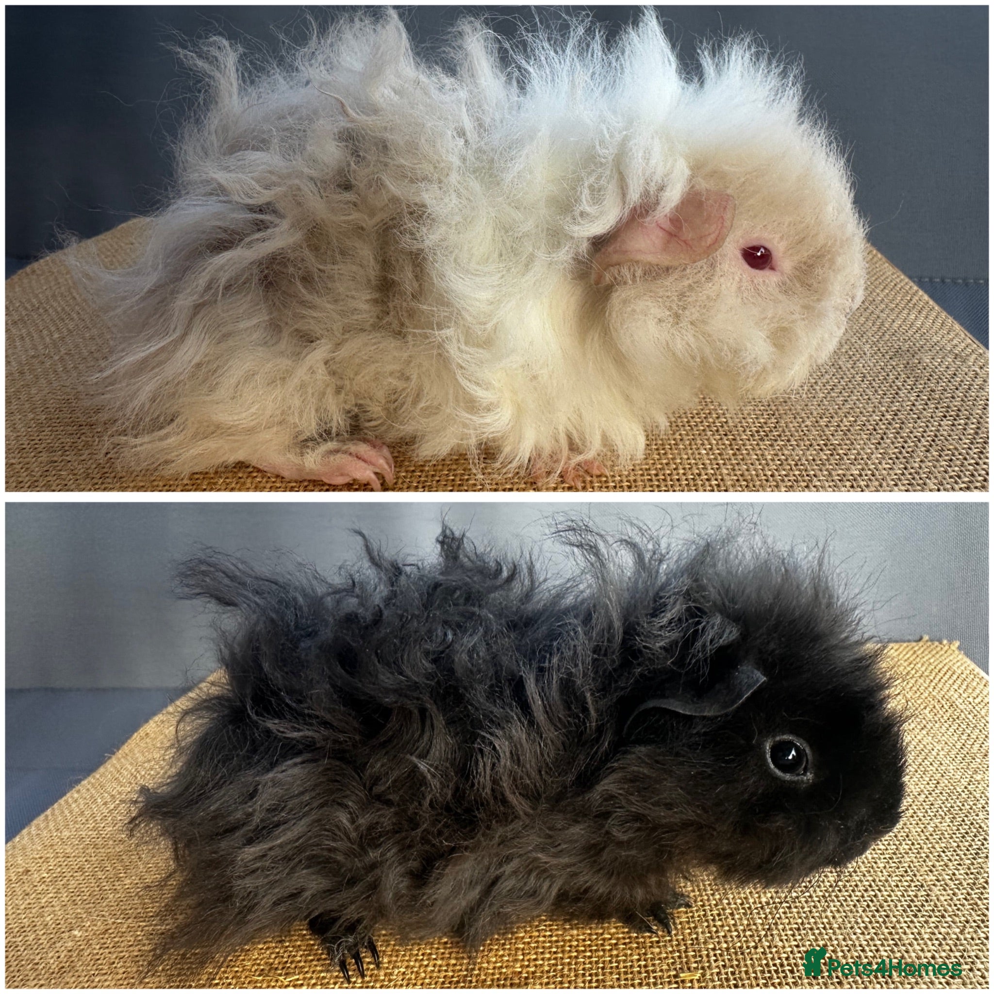 Guinea Pig rodents 2 Lunkarya boars *Singles not a pair* - Advert 1