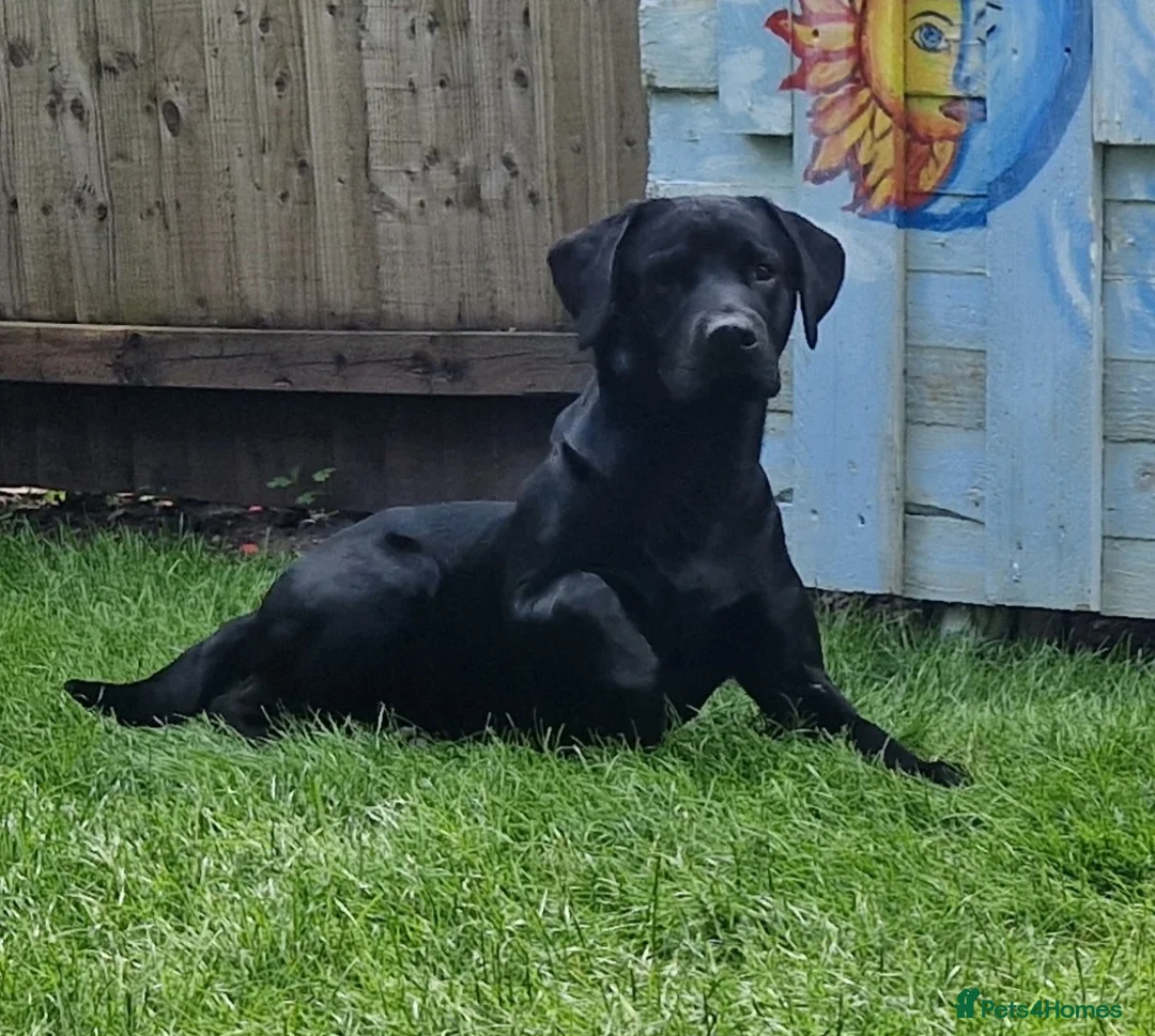 Labrador Retriever dogs for stud: Labrador Ret. 100%-success PROVEN KC/Health tested in Brecon - Advert 32