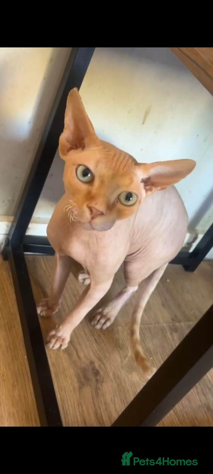 Sphynx cats MEET SUSHI THE SPHYNX - Advert 6