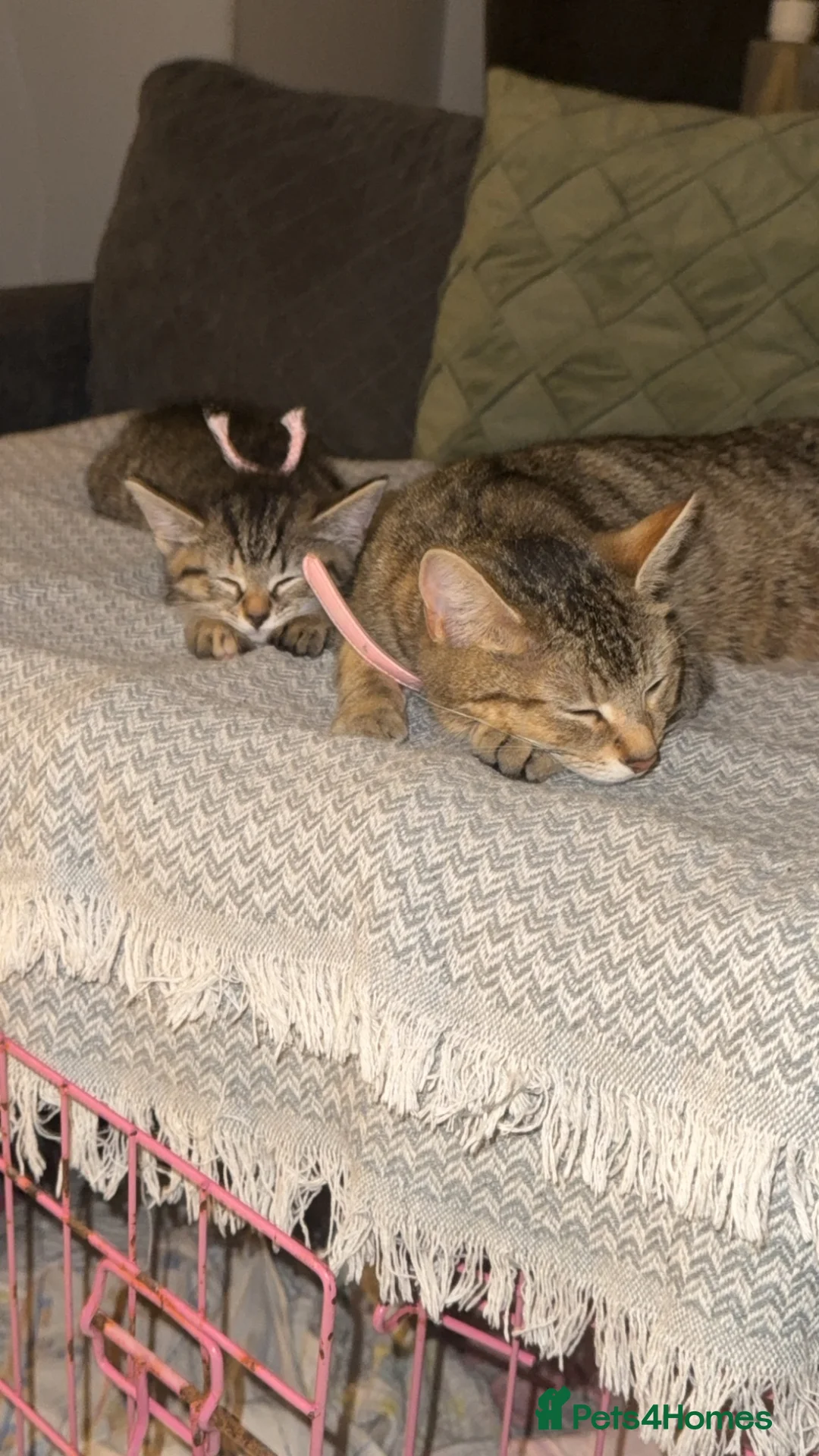 Domestic Shorthair cats for sale: Beautiful female kitten  - Advert 5