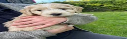 Mixed Breed dogs for sale: Chinese crested cross cocker spaniel in Abergavenny - Advert 9