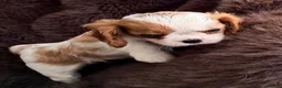 Cavalier King Charles Spaniel dogs for sale: KC Beatiful Quality Puppies - Advert 3
