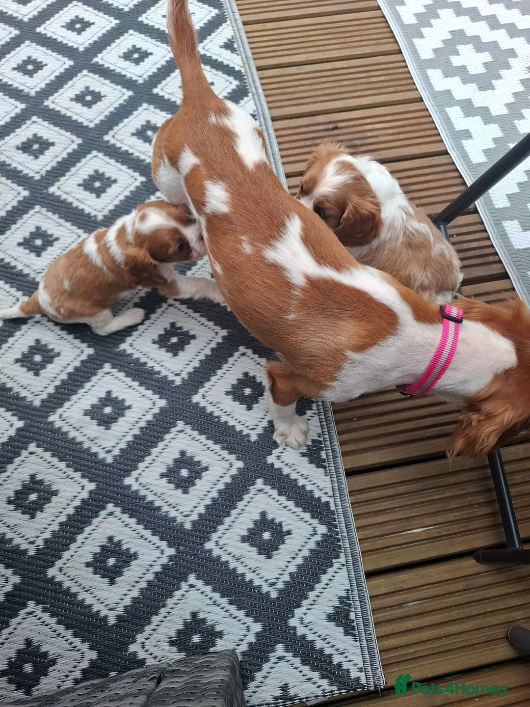 Cavalier King Charles Spaniel dogs for sale: 2 cavalier king charles - Advert 2