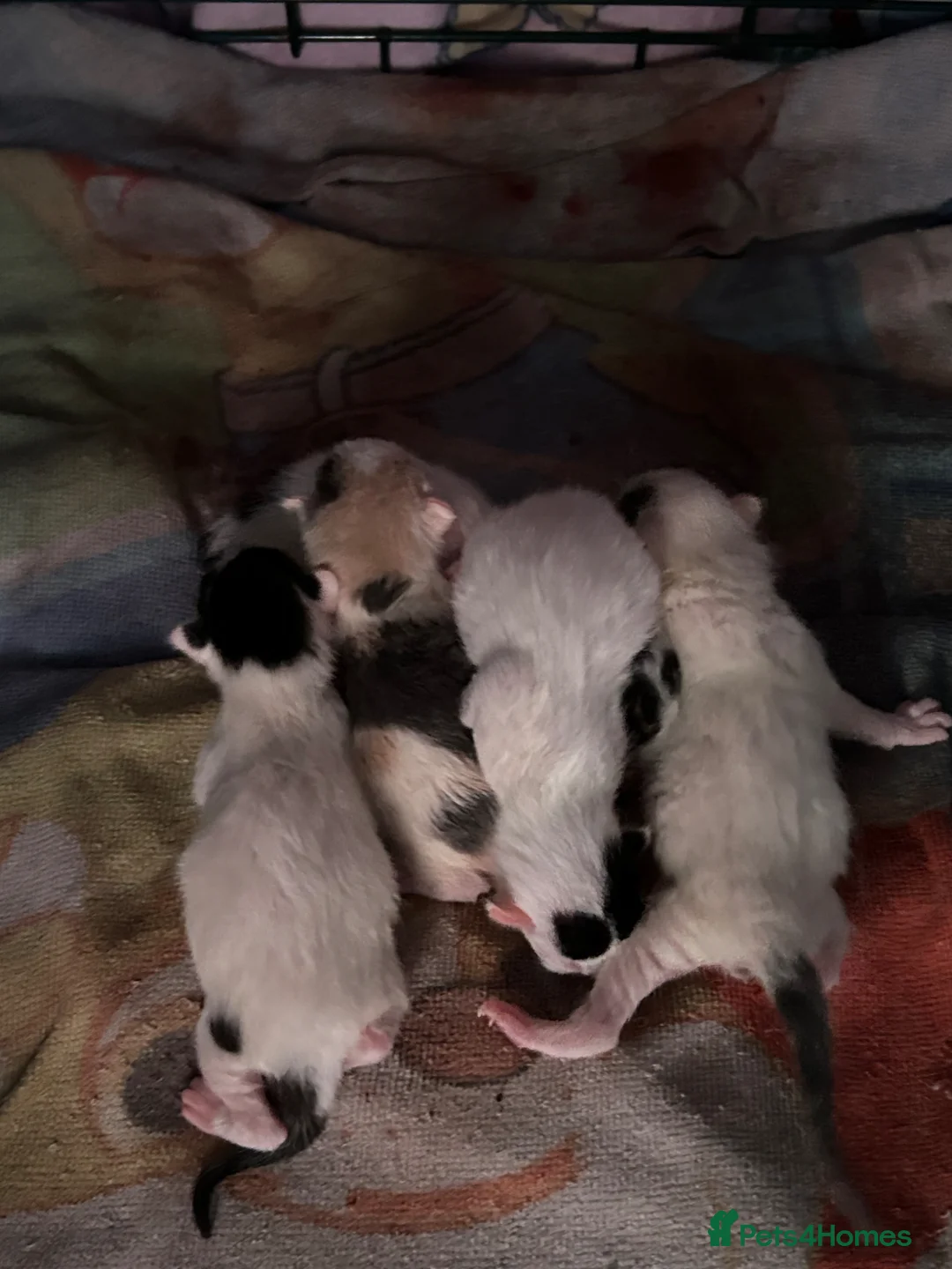 Domestic Shorthair cats for sale: Playful beautiful kittens  - Advert 12
