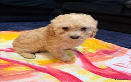 Miniature Poodle dogs for sale: Mini poodle london 3 LEFT - Advert 11