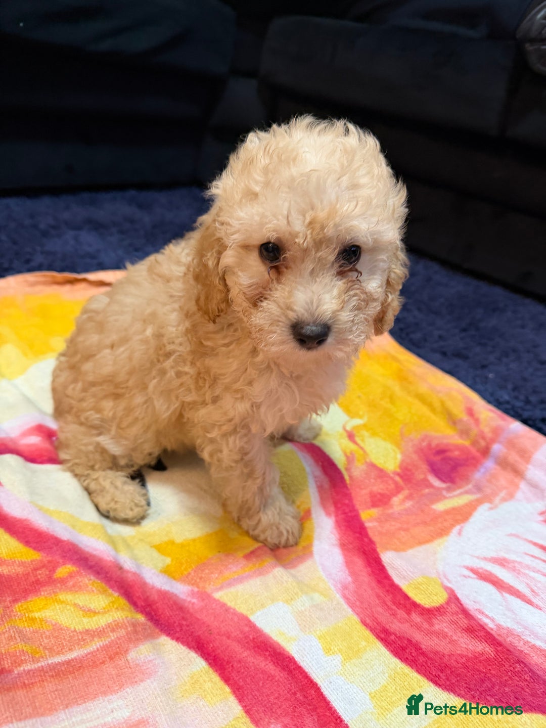 Miniature Poodle dogs for sale: Mini poodle london 3 LEFT - Advert 11