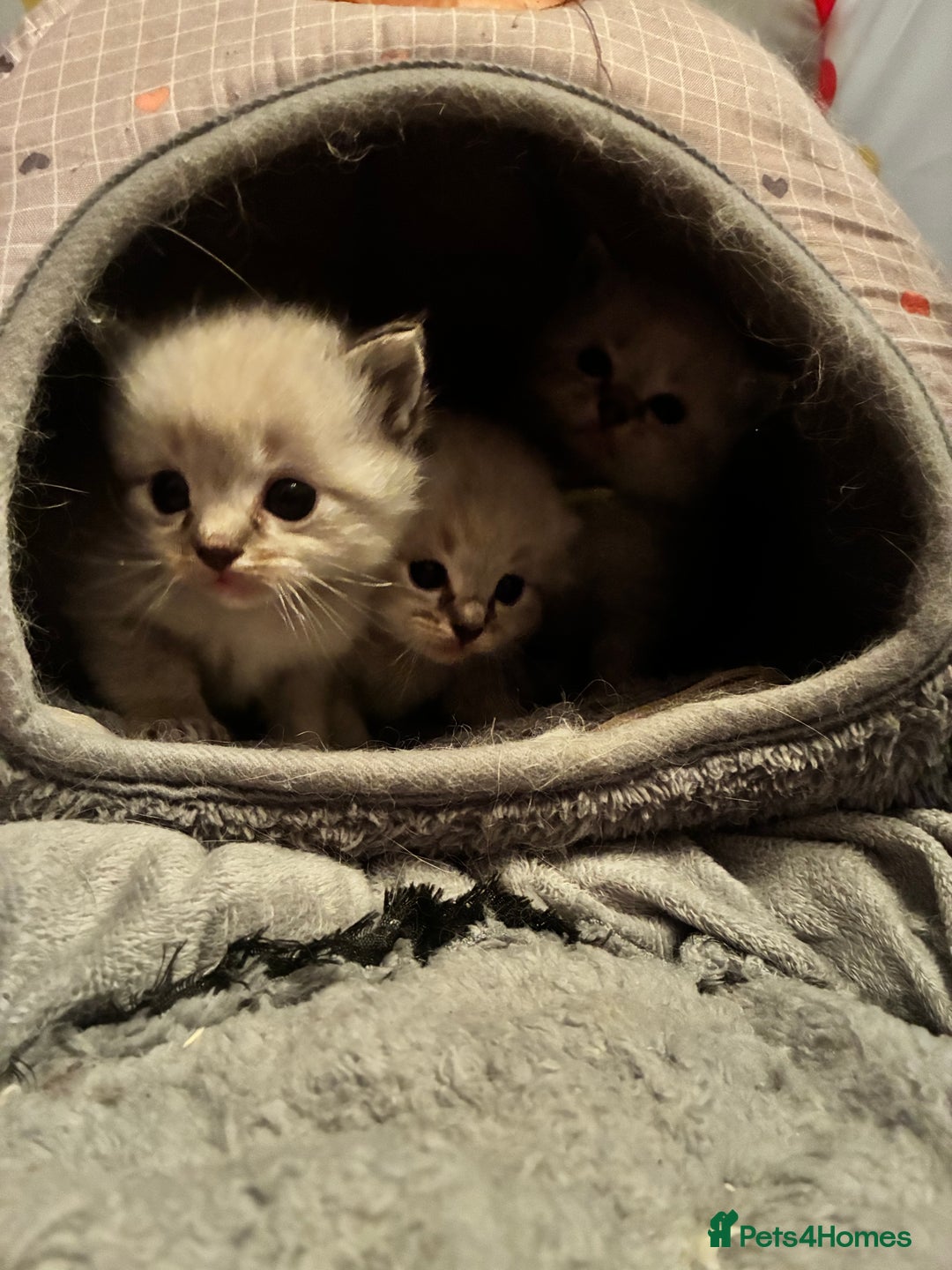 Ragdoll cats for sale: Stunning Ragdoll kittens for sale - Advert 5