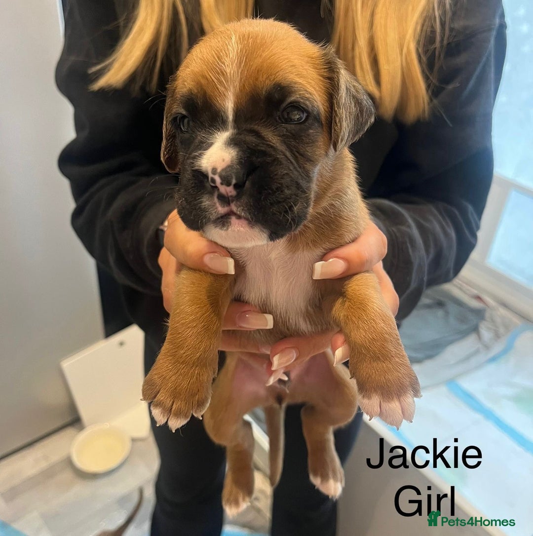 Boxer dogs for sale: Beautiful Boxer Puppies  🐾 - Image 17