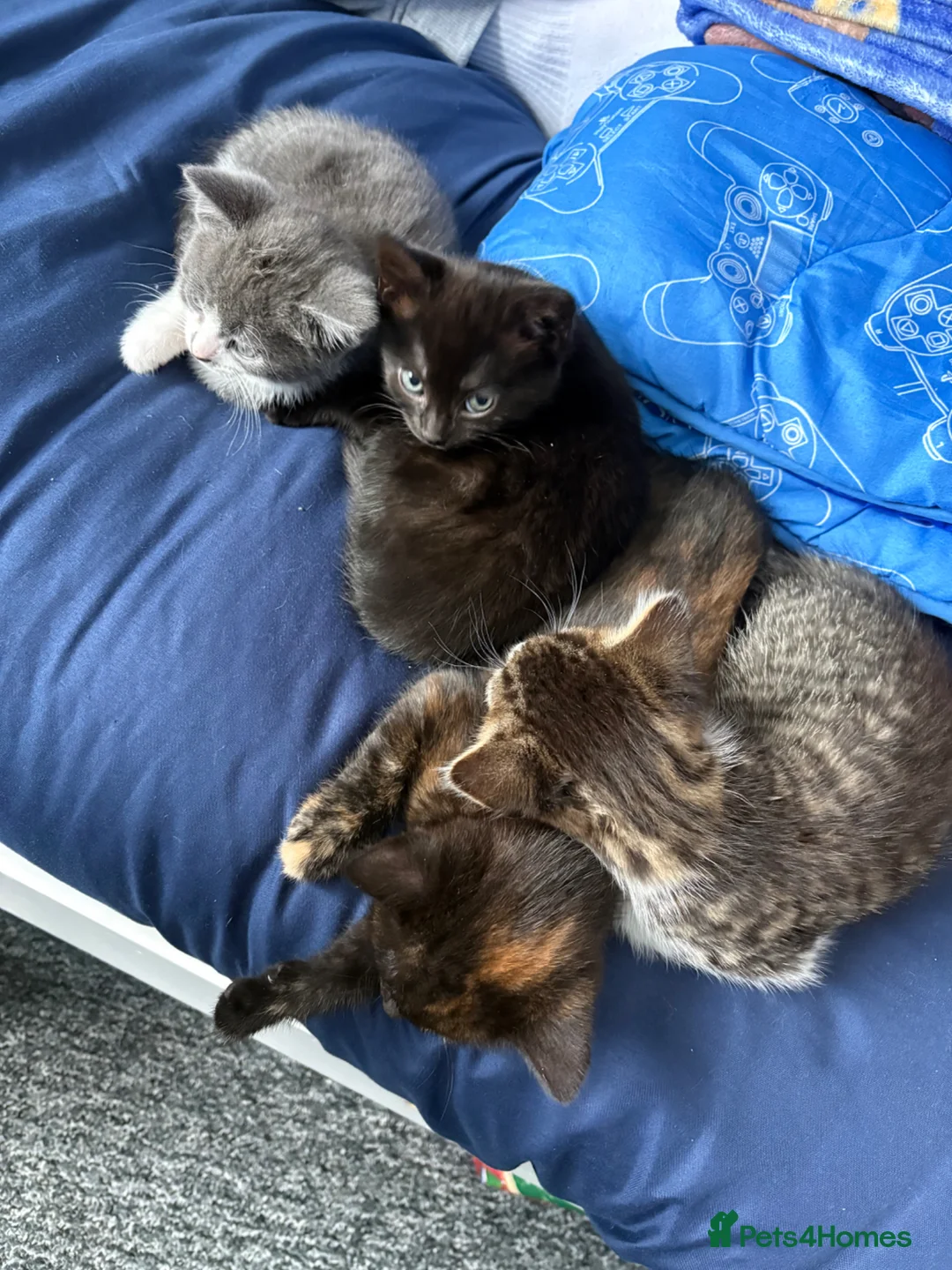 Mixed Breed cats for sale: Kittens for sale - Advert 2