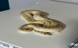 Python Snake reptiles for sale: Ball Pythons for sale (Adults & Babies) - Image 8