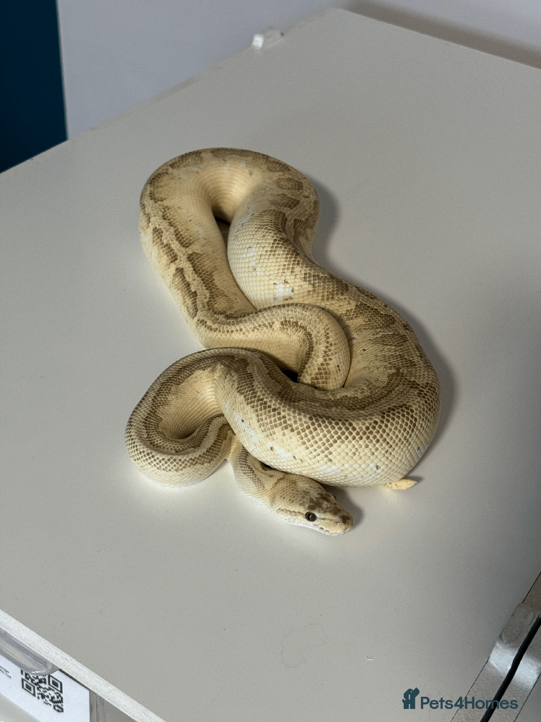Python Snake reptiles for sale: Ball Pythons for sale (Adults & Babies) - Image 8