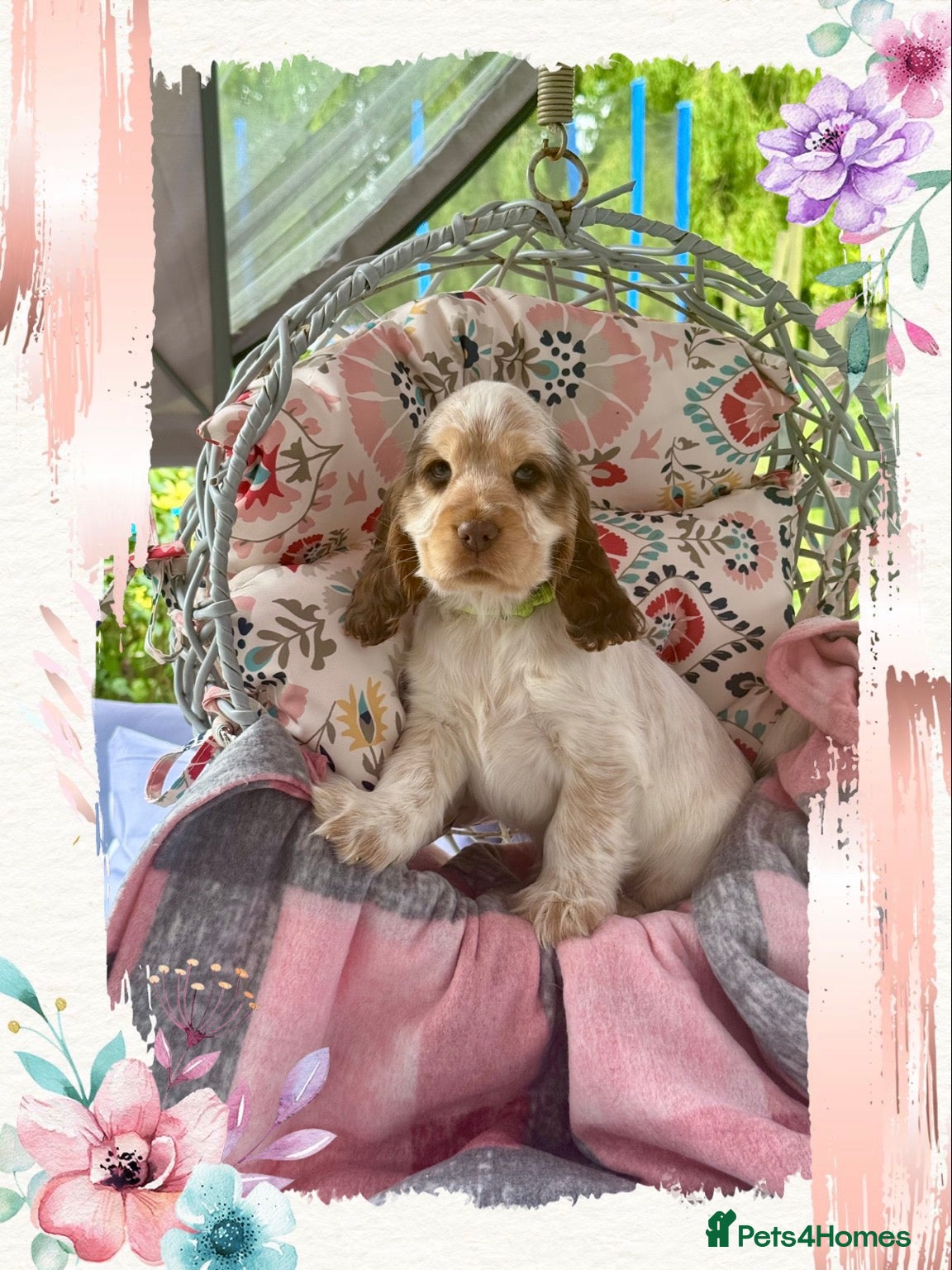 Cocker Spaniel dogs 1 kc reg girl show type cocker spaniel puppy left - Advert 1