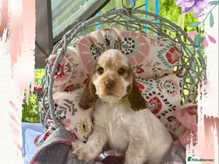 Cocker Spaniel dogs 1 kc reg girl show type cocker spaniel puppy left - Advert 1