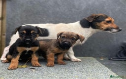 Jack Russell dogs for sale: 🔥Jack Russell Pups Available🔥 - Image 8