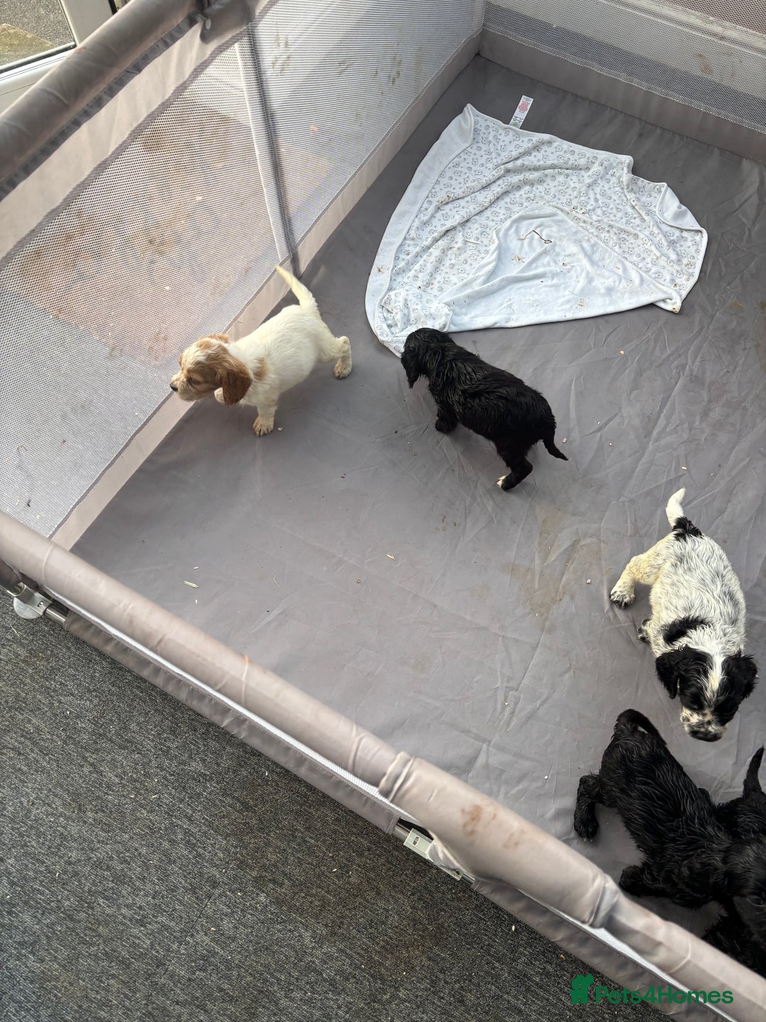 Cocker Spaniel dogs for sale: Show cocker spaniel puppies - Image 18