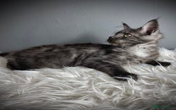 Maine Coon cats for sale: GCCF Black Smoke Female Maine Coon Kitten  - Image 5