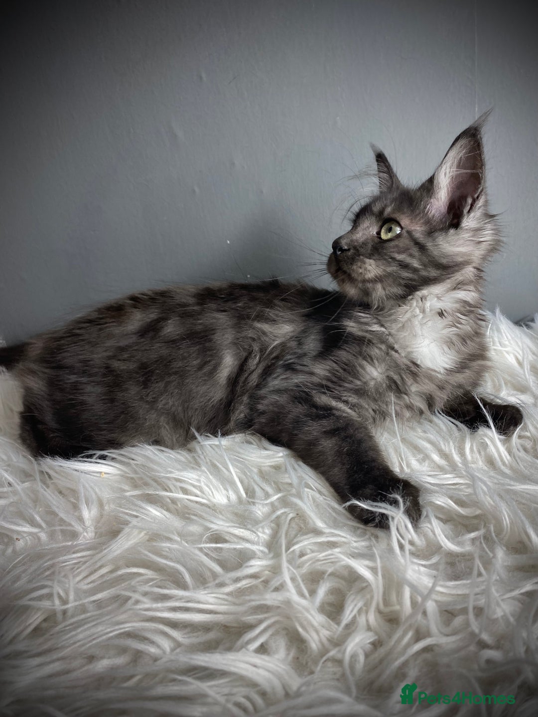 Maine Coon cats for sale: GCCF Black Smoke Female Maine Coon Kitten  - Image 5