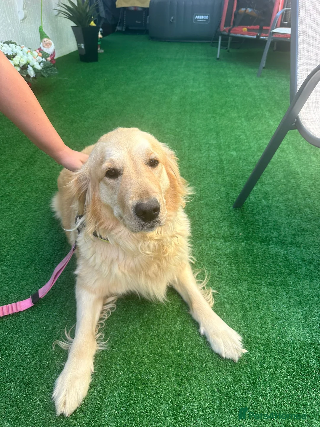 Golden Retriever dogs for sale: Golden retriever  in Chichester - Advert 3