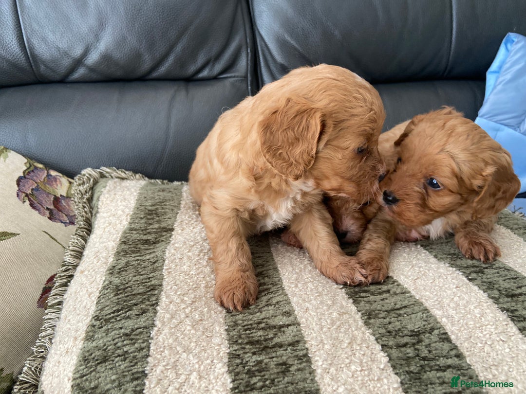 Cavapoo dogs for sale: 3 Gorgeous Cavapoo puppies - Image 9