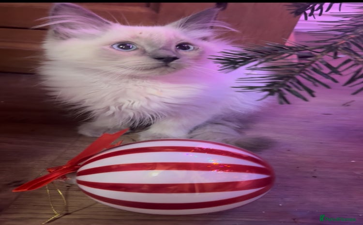 Ragdoll cats Champion GCCF Ragdoll 1 boy left  - Advert 1