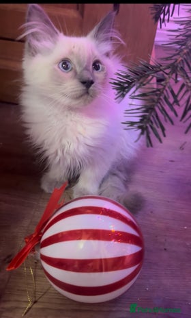 Ragdoll cats Champion GCCF Ragdoll 1 boy left - Advert 1